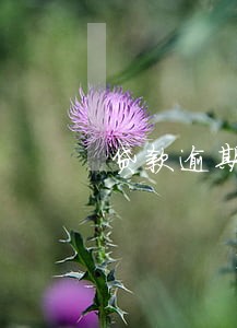 贷款逾期 升值 贷款逾期 升值